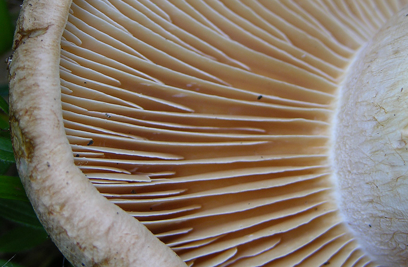 Cortinarius da determinare n�02.